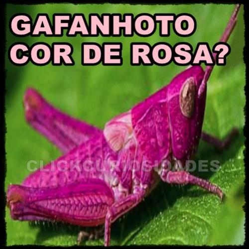 Homem encontra um raro gafanhoto rosa no Texas