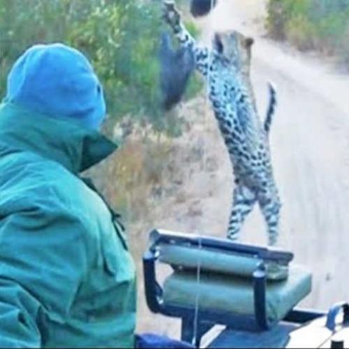 Leopardo da salto em galinha-d'angola e falha.