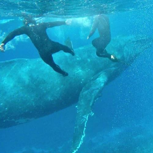 Enorme baleia quase colide com nadadores em Tonga