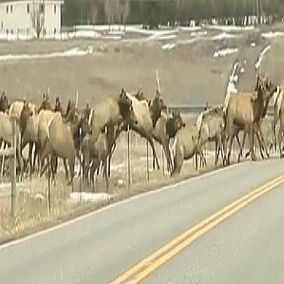 Alces migrando encontram uma cerca no caminho e é aí que mora o perigo