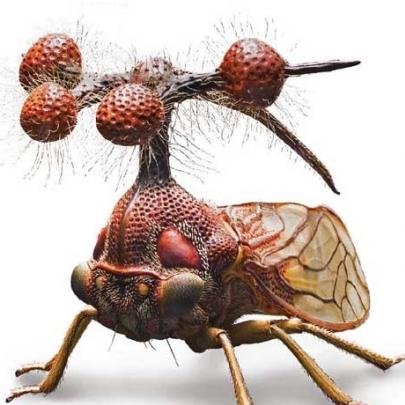 Treehoppers o inseto mais diferente do mundo conheça 