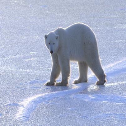 Algumas curiosidades sobre ursos polares