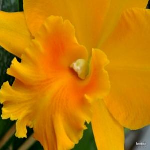 Jardim Botânico de Londres abre festival de orquídeas