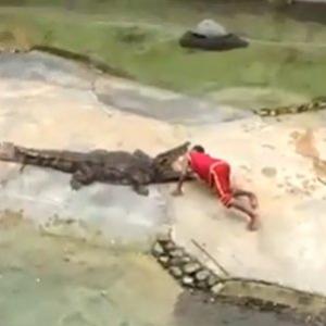 Crocodilo mordendo a cabeça do seu treinador