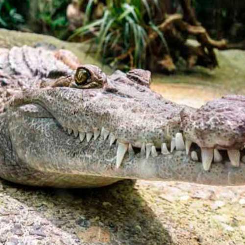 Por que os crocodilos mudaram tão pouco desde a era dos dinossauros?