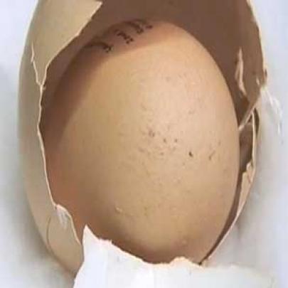 Galinha bota ovo absurdo