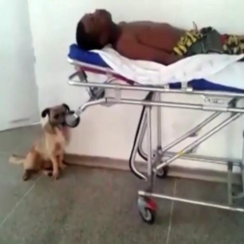 Vídeo: Cachorro persegue ambulância para não deixar dono sozinho