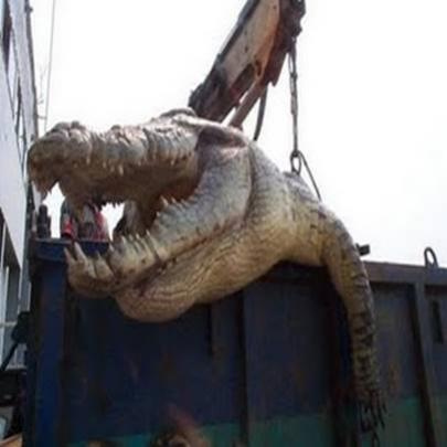 Crocodilo ‘assassino’ é capturado em Uganda