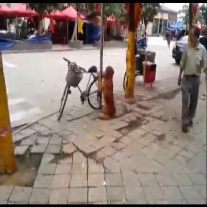  Cão guarda a bicicleta do dono mas o que acontece a seguir é impressi