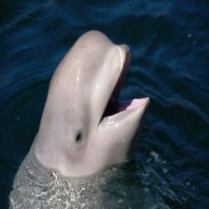 Ouça a baleia que aprendeu a imitar voz humana espontaneamente