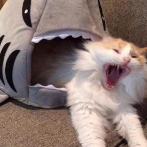 Ataque de tubarão fofo