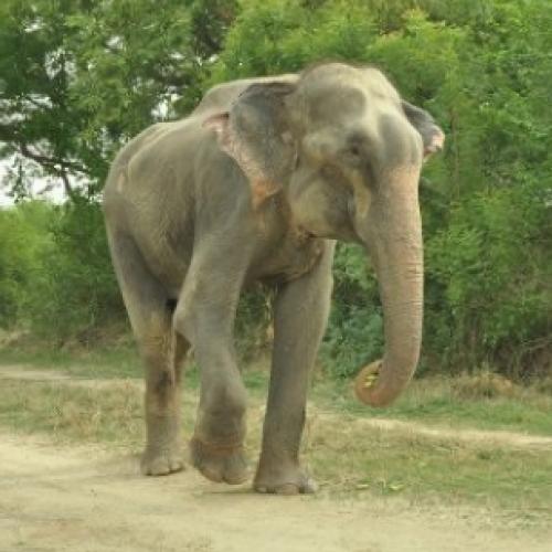 Elefante fica 50 anos preso e chora ao ser libertado