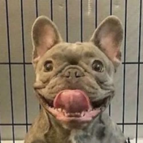 29 cachorros que estão super-felizes com seus filhotes #2