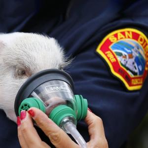 Bombeiros dos EUA recebem máscaras de oxigênio para animais