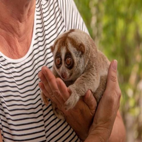 Top 9 animais fofos e belos, mas que podem ser muito perigosos