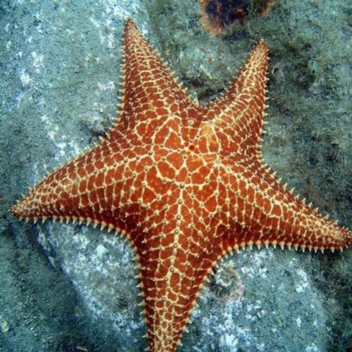 Como ocorre a regeneração da estrela-do-mar?
