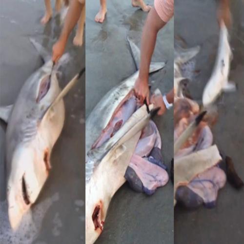 Banhista abre barriga de tubarão fêmea morta e salva três bebês