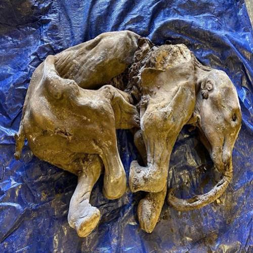 Restos de um mamute mumificado são encontrados no Canadá