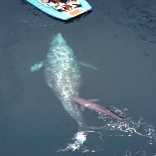 Observadores de baleias flagram nascimento raro de baleia cinzenta