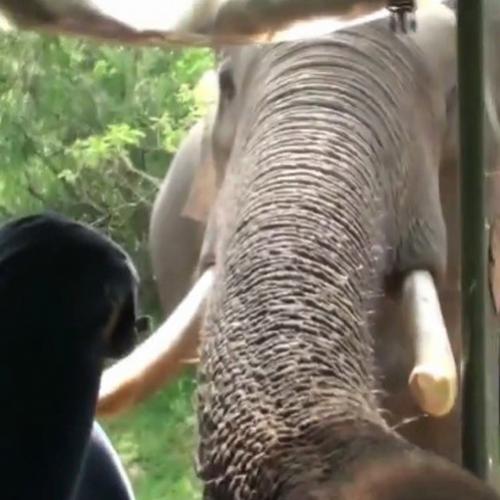 Elefante ataca veículo com turistas no Sri Lanka.