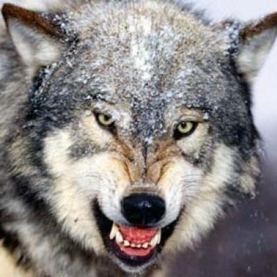 Lindas fotos de lobos em estado selvagem