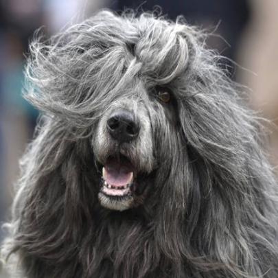 Cão glamouroso com pelos ao vento leva encarada 'invejosa'