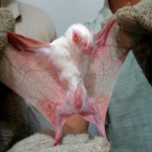  Morcego vampiro com o vírus da raiva é encontrado no Brasil 