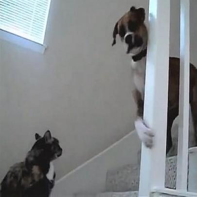 Gatos tomam atitude drástica, não permitem que cachorros passem por...