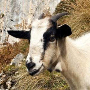 A cabra mais descolada que você vai ver hoje – A cabra cantora!