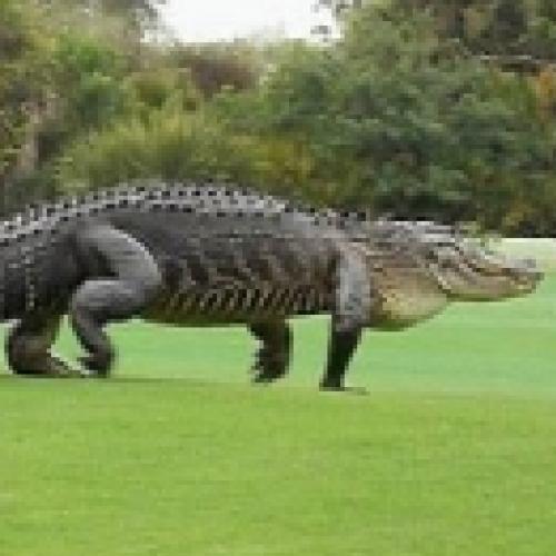 Crocodilo gigante invade campo de golfe na Flórida