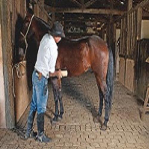 Fábulas de Esopo - O cavalo e seu cuidador
