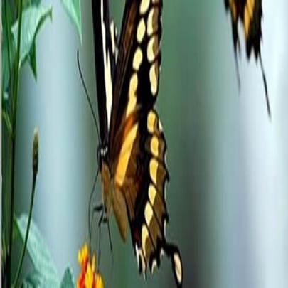 Qual é o segredo da asa da borboleta?