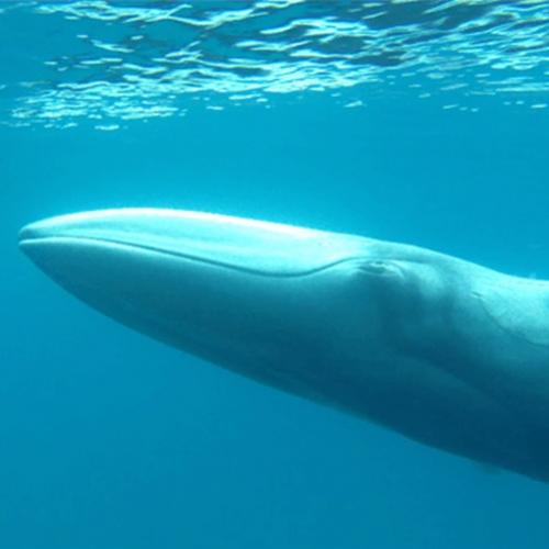 O primeiro vídeo da raríssima baleia de Omura
