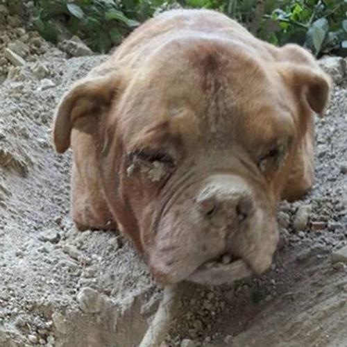 Cão enterrado vivo causa comoção mundial