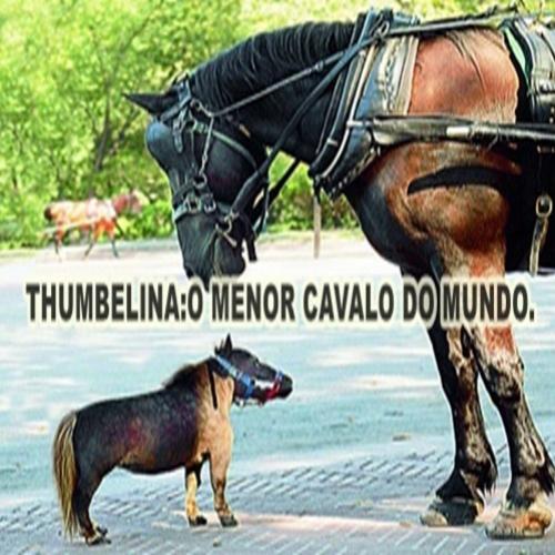 Conheça Thumbelina,o menor cavalo do mundo