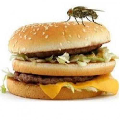 O que acontece quando uma mosca pousa na sua comida?