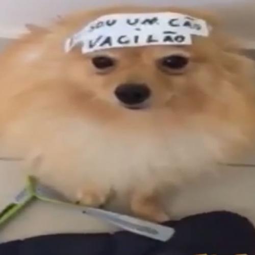 Conheça o cachorro rotulado como cão vacilão