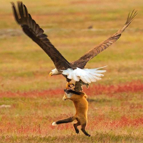 Incrível! Fotógrafo flagra momento exato que uma águia captura raposa