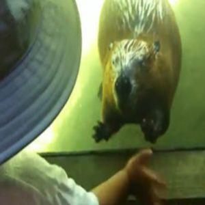 Criança dá tchau e castor corresponde animado em zoo dos EUA