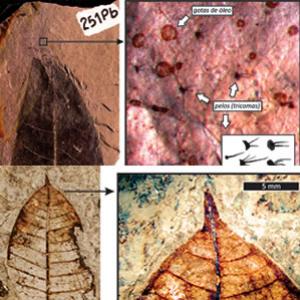 Pistas de 30 milhões de anos: Vestígios da ‘Amazônia mineira’