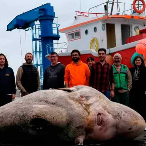 Peixe-lua gigante bate recorde mundial de peixe mais pesado