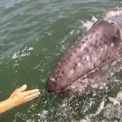 Um homem tentou tocar em uma baleia e e veja o que aconteceu...