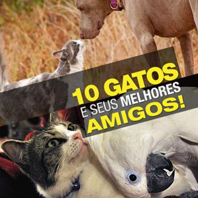 10 gatos e seus melhores amigos