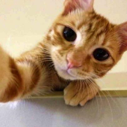 Gatos estão tomando selfies