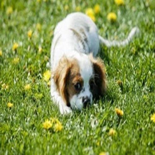 É verdade que os cães após comer grama vomitam?