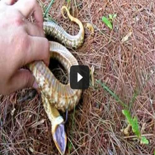 Já viu uma cobra que se finge de morta?