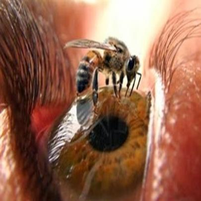 4 fatos sobre abelhas que muitos biólogos nem sabem
