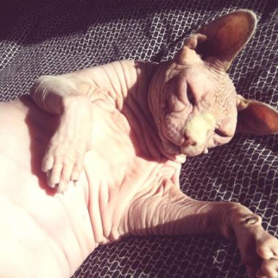 21 fotos que provam que os gatos sem pelos são bonitinhos