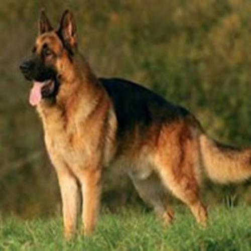 O pastor alemão um cão versátil de inteligência admirável! 
