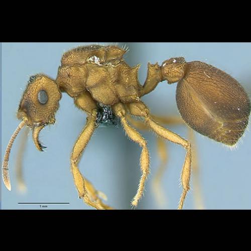 Nova formiga é descoberta: Caminhos para o surgimento das espécies